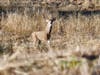 Deer in Pleasanton.