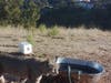 Bobcat in Pleasanton.