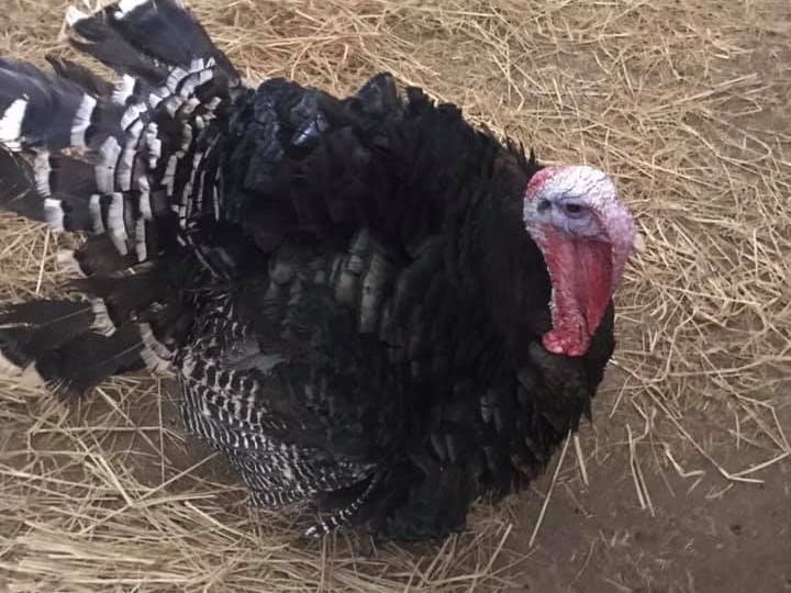 The "free bird" is being kept warm, dry and fed on Thanksgiving.