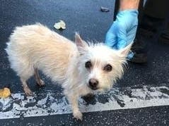 The dog after it was rescued Monday morning.