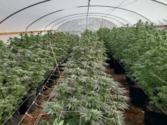 A marijuana cultivation business that was raided Thursday by Riverside County deputies.