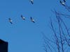 White pelicans above Lake Elsinore.