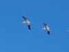 White pelicans above Lake Elsinore.