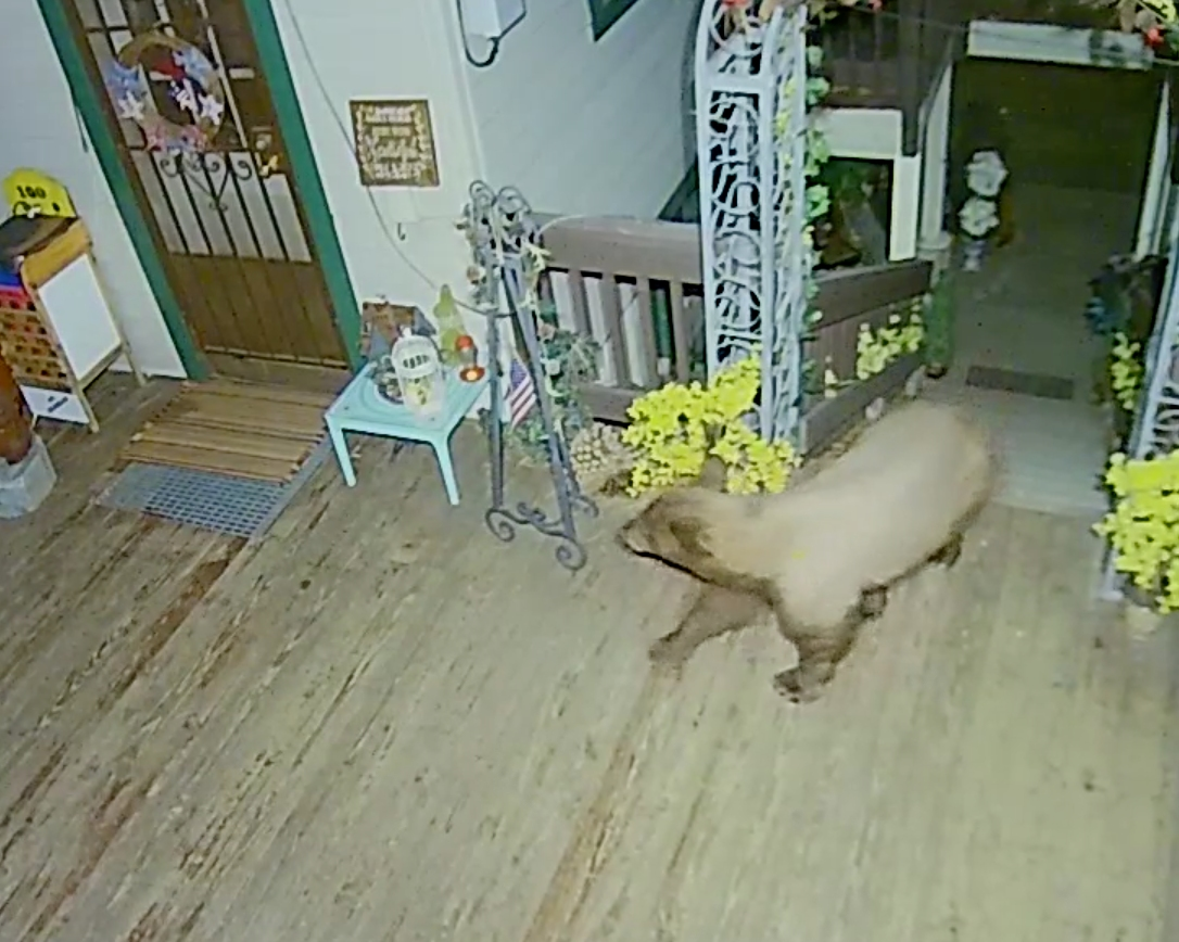 The black bear snooping out a Crestline home.