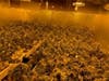 The grow in the 4000 block of Portia Street.