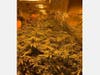 Marijuana plants seized during the investigation.