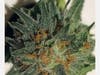 Marijuana seized during the investigation.