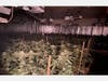 Marijuana plants seized during the investigation.