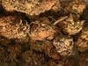 Cannabis discovered during the Hatton Garden raid.
