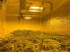 Marijuana seized during the Lake Elsinore raid.