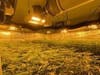 Cannabis seized during the Wildomar raid.