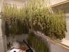 Cannabis seized during the Wildomar raid.