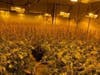 An image released by the sheriff's department of an alleged illegal marijuana operation in the 35000 block of Desert Rose Way in Lake Elsinore.