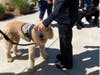 An emergency department team member at Loma Linda University Medical Center in Murrieta pets Grover, a trained service dog placed with a veteran client at no charge through CST's PAWZ for Wounded Vets program.