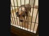 The 10-year-old female pit bull involved in the attack (shown) was taken to Coachella Valley Animal Campus in Thousand Palms pending a hearing on the dog's fate. 