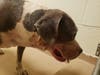 The 10-year-old female pit bull involved in the attack (shown) was taken to Coachella Valley Animal Campus in Thousand Palms pending a hearing on the dog's fate. 