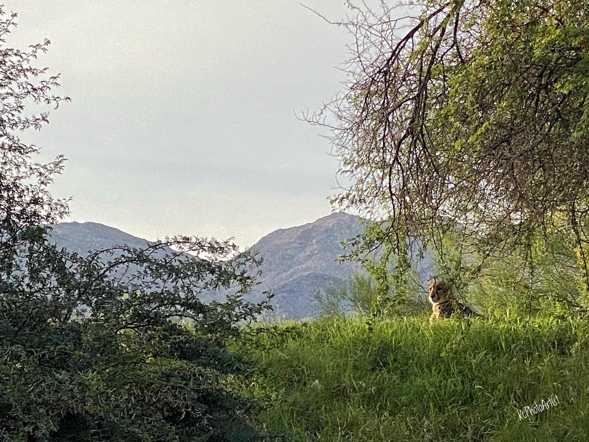 One of the The Living Desert's most majestic residents.