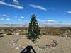 Holiday view in the Coachella Valley.