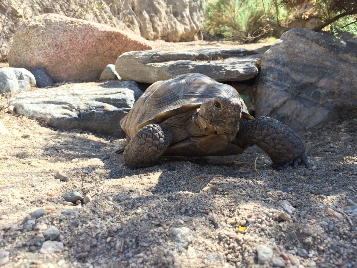 Mojave Maxine