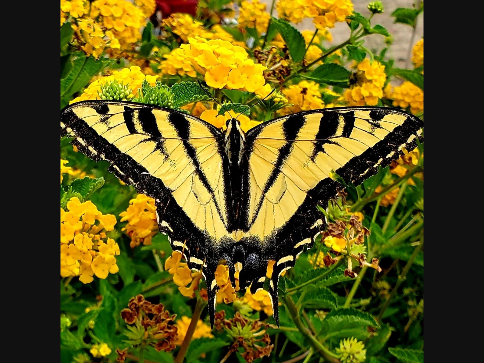 This image shot in Murrieta of a Western tiger swallowtail butterfly won third place in the April 22 virtual fair and photo contest held by the Sierra Club's Santa Margarita Group.