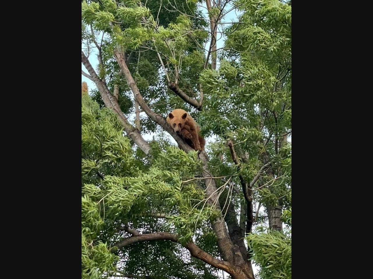 The teen bear in Banning.