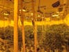 The interior of one of the alleged illegal marijuana cultivation operations.