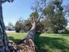The downed tree along Cal Oaks Road in Murrieta.