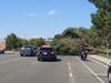 The downed tree along Cal Oaks Road in Murrieta.