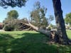 The downed tree along Cal Oaks Road in Murrieta.
