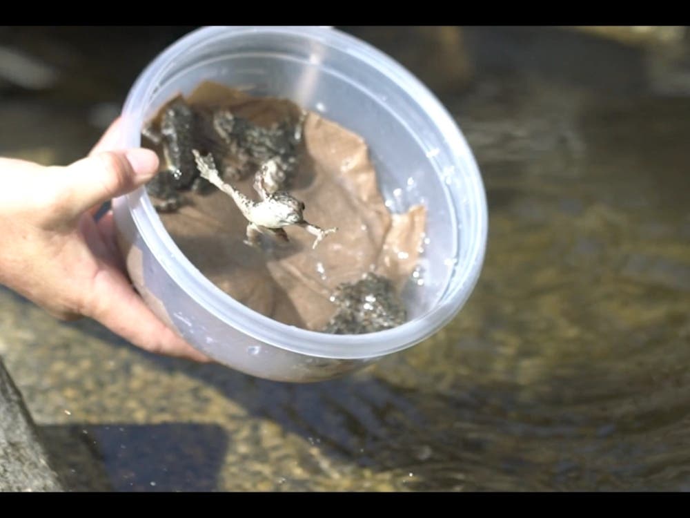 A screen capture taken from video footage of the frogs' release.