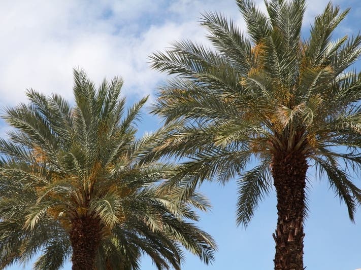 Talent Search began in 1965 as part of President Lyndon Baines Johnson's War on Poverty.