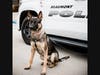 Murph, a Belgian Malinois, is now on the beat in Beaumont.