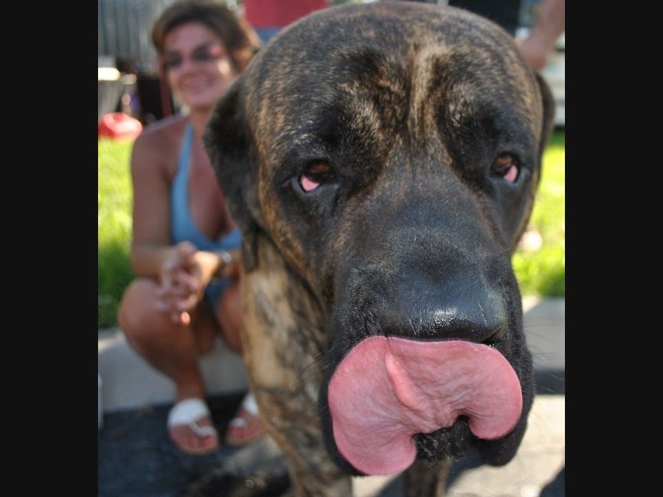 The weekend event will benefit Animal Friends of the Valleys​ and Barks of Love​.