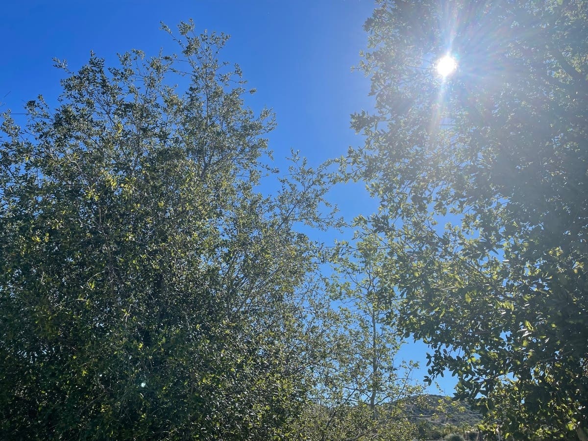 "Climate change is real and happening. We need to prepare our cities for increased heat and drought," Dudek's Ryan Allen told Patch. "Trees are really one of the best ways to keep cities resilient."