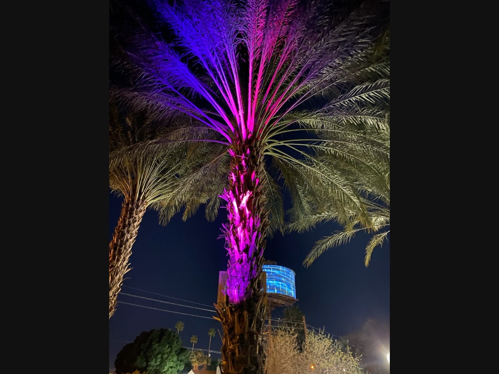 One of the majestic date palms on the Coachella Valley History Museum campus in Indio.
