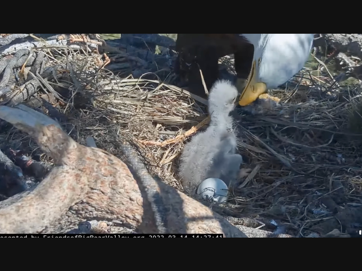 The wild eaglet during a Tuesday family feeding.