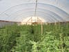 Marijuana that was allegedly found during Friday's search warrant services in Anza.