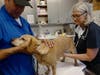A Living Free dog receives veterinary care.