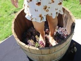 Channel your inner Lucy Ricardo during the September grape stomps at South Coast Winery & Resort.