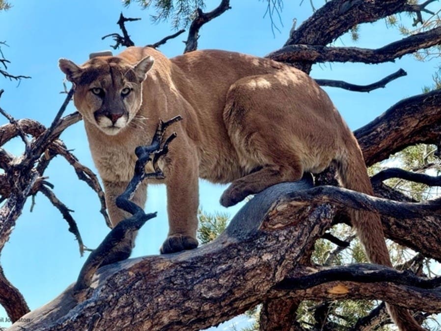 Satellite GPS-collared mountain lion in a tree in California.