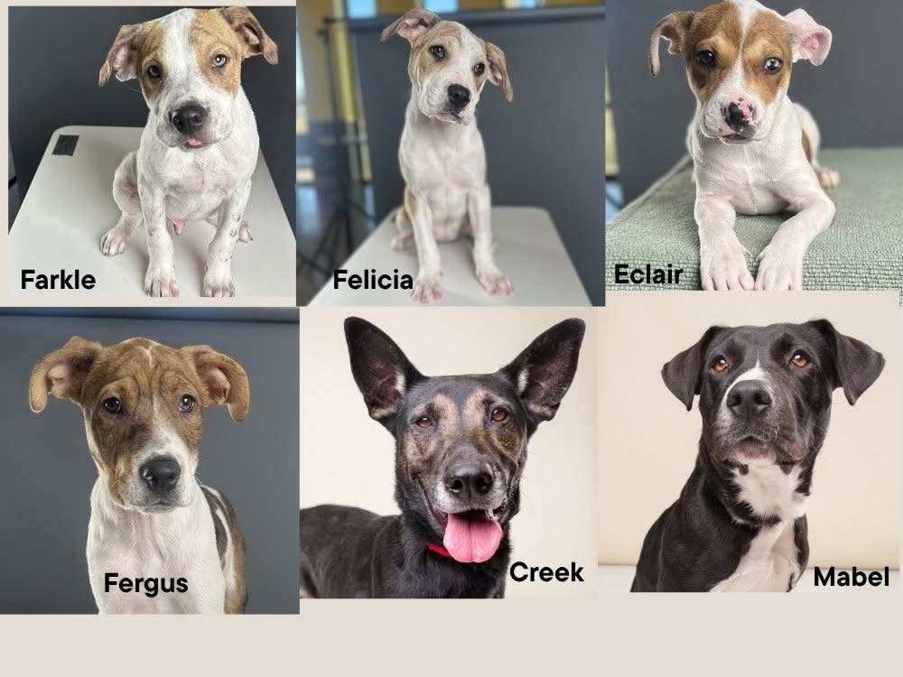 Six Palm Springs Animal Shelter dogs (shown above) were identified as confirmed victims of Miranda's Rescue in Fortuna, California.