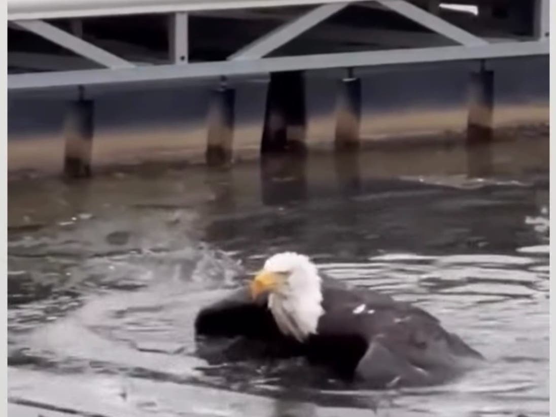 The injured bald eagle that was rescued last week in Big Bear.
