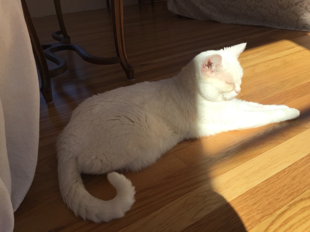Snowflake, who was adopted into a forever home from Animal Friends of the Valleys in 2013.