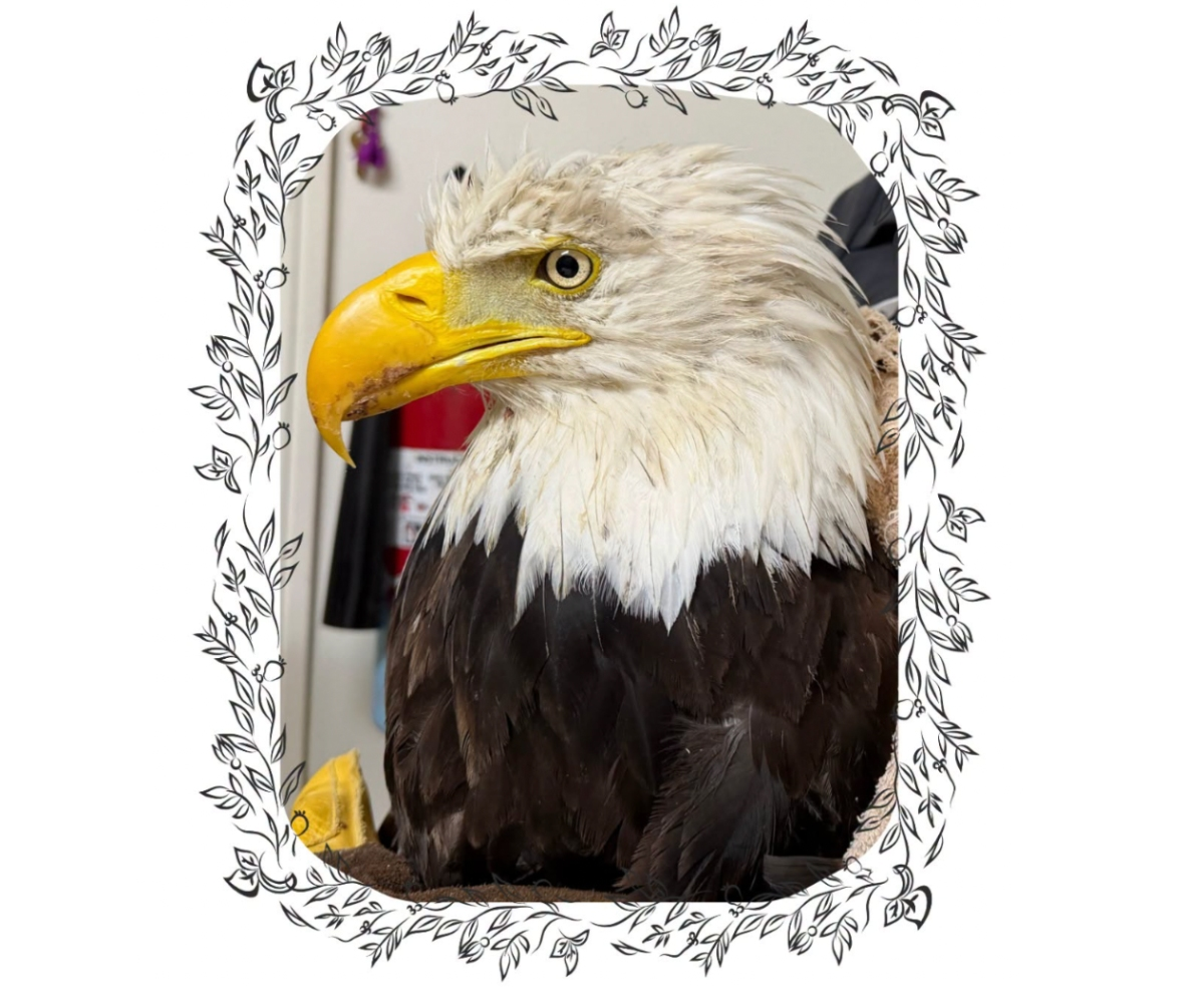 Beloved SoCal Bald Eagle Dies, Sending Fans Worldwide Into Mourning