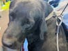 The dog that was rescued in Monday's crash. According to authorities, the animal was trapped in the wreckage but was unharmed.