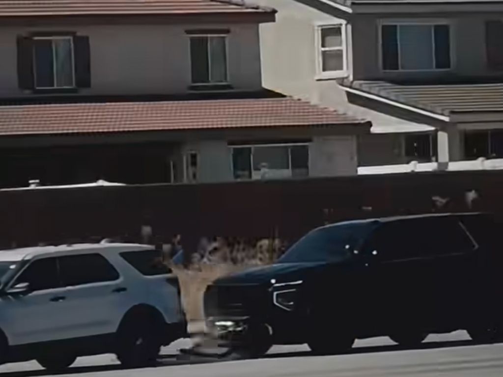 The Grappler deploys a heavy-duty nylon net onto the tire of a fleeing vehicle, entangling the wheel and locking the axle to bring the car to a controlled stop.