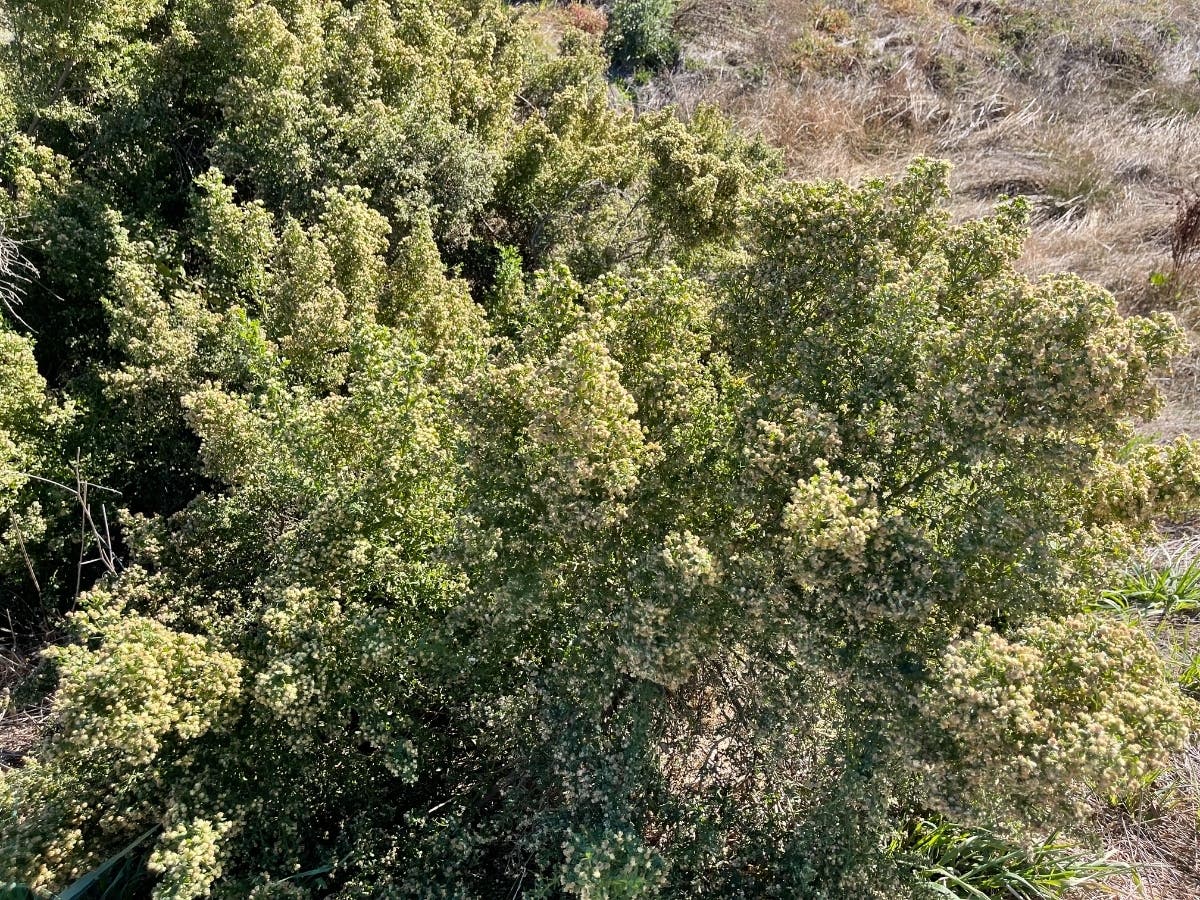 Addressing the forfeiture action, Riverside County Sheriff Chad Bianco told the PE that cartel-linked properties are widespread throughout local communities, including Hemet, Perris, Mead Valley, and Riverside.