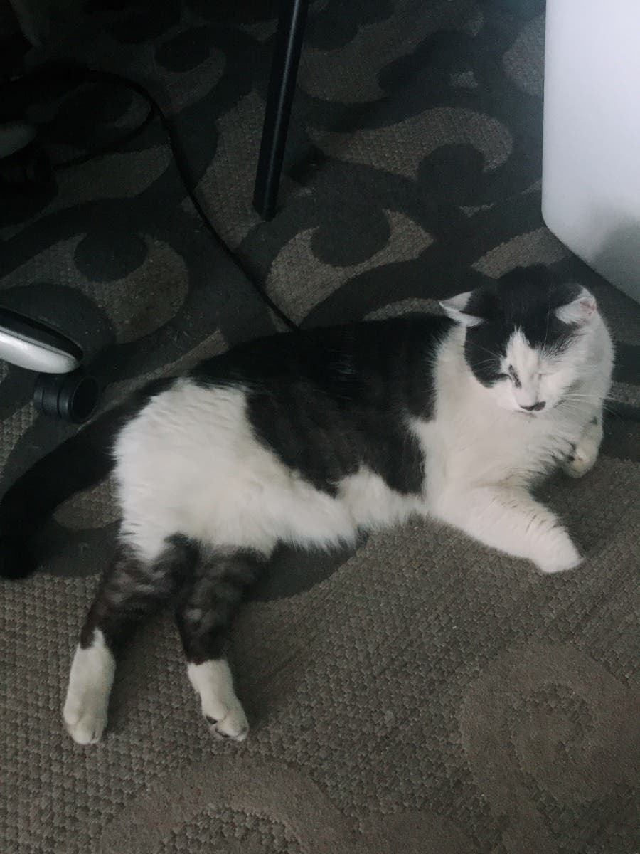 black and white male cat found