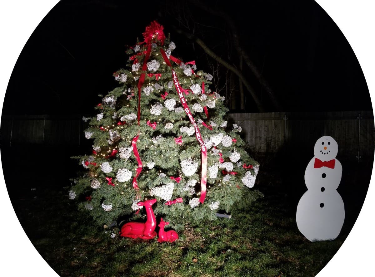 The Daytime Gardeners of North Haven set up their holiday tree... - Vimarsana News