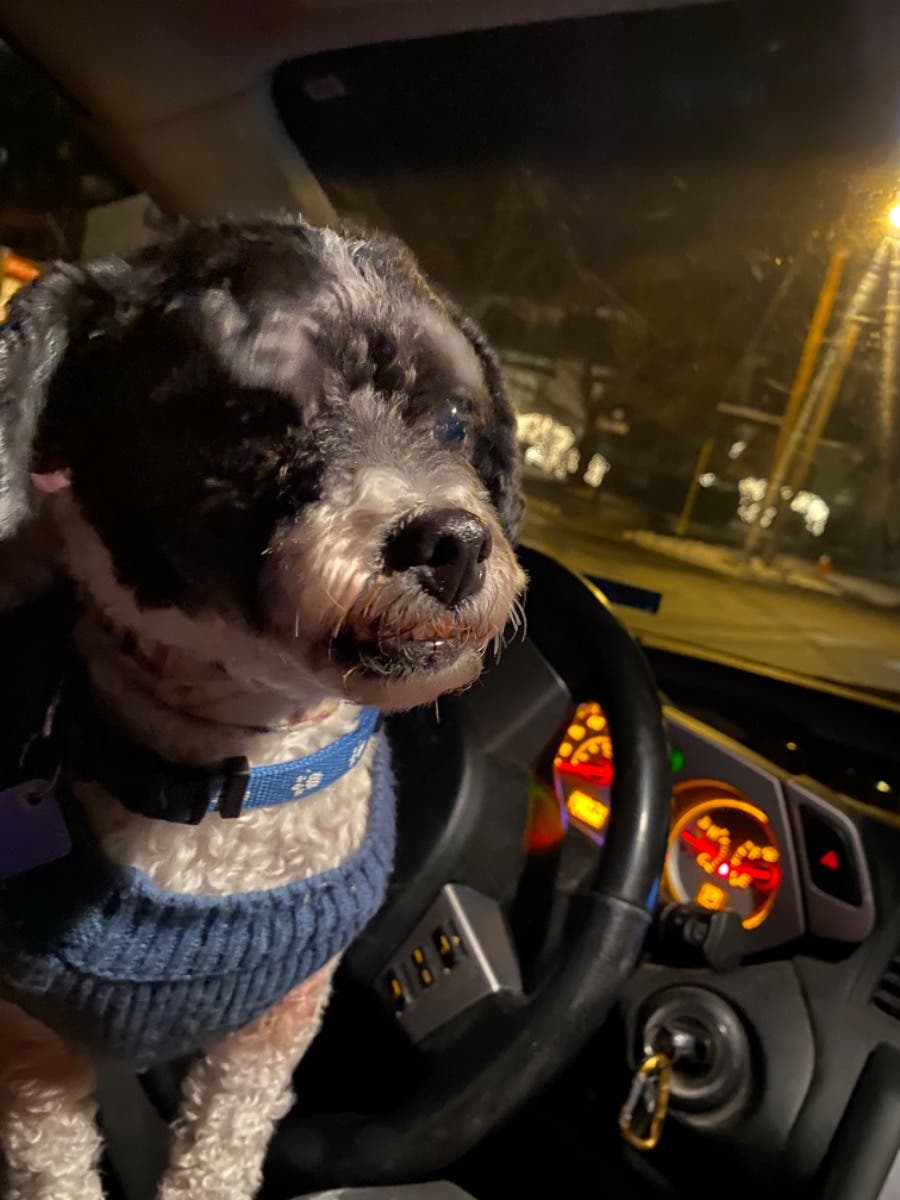 I almost hit this little pup at Church and N. State St.... - Vimarsana News